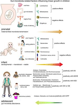 Intestinal flora and linear growth in children